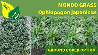 Mondo Grass  Ophiopogon japonicus  Lawn Alternative  Ground Cover [upl. by Enylhsa]