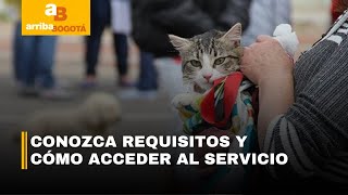 Regresan las jornadas de esterilización gratuitas en el Instituto de Protección Animal  CityTv [upl. by Pauline]