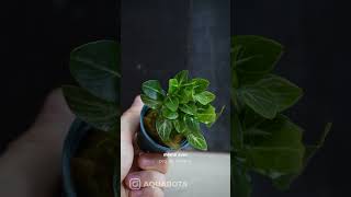 ANUBIAS STARDUST 🌱🪐 aquabota aquascape aquarium aquascaping [upl. by Eittel668]