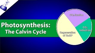 The Calvin Cycle [upl. by Humpage]