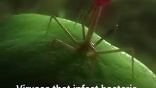 Phage  Animation T4 Bacteriophage [upl. by Doerrer]