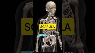 Scapula bone anatomy humananatomy anatomy mbbs medical bones [upl. by Miarfe822]