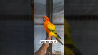 sun conure breeding pair🔥  how to breed sun conures  shorts [upl. by Dragoon719]