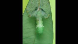 Pupation event of an Archduke caterpillar [upl. by Htebsil749]