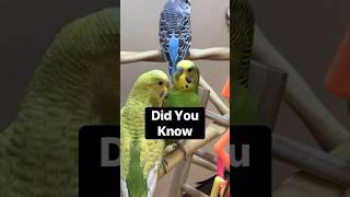 Good To EAT Top Budgie Facts didyouknow funfacts parakeet budgies [upl. by Onitsoga]