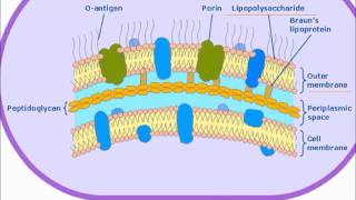 Bacterial Endotoxin [upl. by Orelie54]