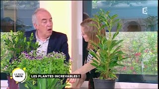 Les plantes increvables [upl. by Reham]