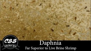 Daphnia  A Far Superior Option to Brine Shrimp [upl. by Kary]