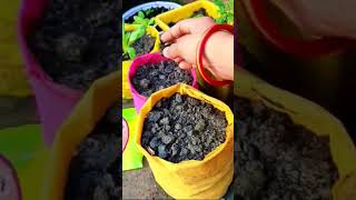 Free ka flowering plant 🪴✨ terrace gardening free plants seed flowers plant viralvideo [upl. by Nnaid787]