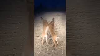 Rabbits Fighting shortvideo [upl. by Suirauqram743]