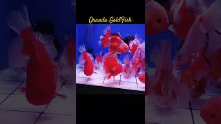 MMA Shorts  Oranda Goldfish oranda orandagoldfish orandagoldfish orandafish fish [upl. by Bartholemy874]