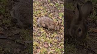 The European rabbit Oryctolagus cuniculus [upl. by Alleuqahs]