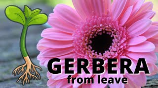 Gerbera Propagation From Leaves [upl. by Marne]