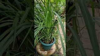 How to Grow Lemon or Fever Grass Cymbopogon Citratus in the UK  Uses amp Benefits [upl. by Gellman]