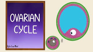 Ovarian Cycle  Menstrual Cycle  Part 1  Folliculogenesis  Reproductive Physiology [upl. by Archambault]