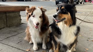 WALKING DOG IN SANFRANCISCO [upl. by Cort]