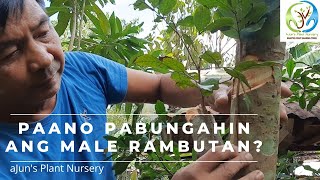 Paano pabungahin ang Male rambutan  Inarch Grafting [upl. by Ailaza]