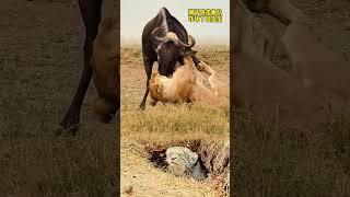 Lion attacks wildebeest and scares baby mouse Animals love nature and protect wild animals Tra [upl. by Wren838]