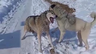 Top 10 Moments Kangals Attack Most Dangerous Wild Animals  Kangal Real Fights  Tough Creatures [upl. by Peedsaj]