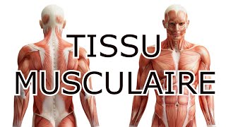 HISTOLOGIE  TISSU MUSCULAIRE  COURS DÉTAILLÉ [upl. by Peursem589]