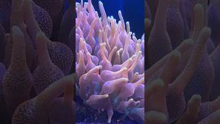 Bubble tip anemone varieties [upl. by Neron]