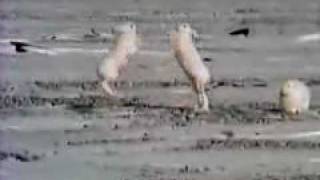 A fight between a male and a female Arctic hare [upl. by Renae]