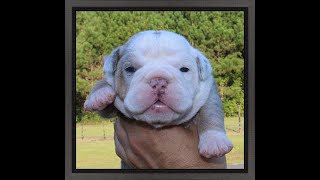 108 HAZEL BlueTri Merle FEMALE  dogbluffcom [upl. by Baum]