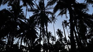 Farming In the Philippines 🇵🇭 [upl. by Adanama549]