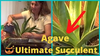 How to Grow Agave Desmettiana Variegata Succulent Plant [upl. by Pedrick]