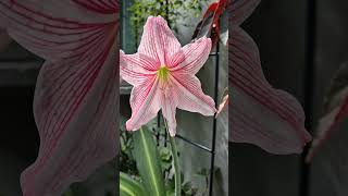 무늬 아마릴리스 Hippeastrum reticulatum 수선화과 작은 구근을 키워 4년만에 우아한 꽃이 피었네요 [upl. by Reginauld577]