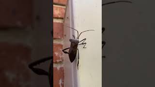 Giant leaffooted bug [upl. by Bobbee]