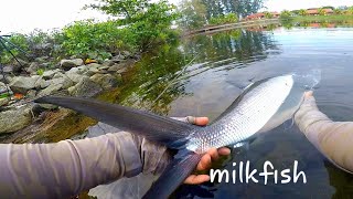 Chanos chanos malaysia milkfish on the fly fly fishingikan susubandengmilkfishbangus [upl. by Arbrab]