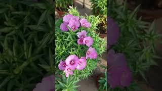 Clarkia amoenaFarewell to springOr Godetia flowershort [upl. by Ailes]