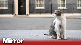 Downing Street Larry the Cat may be seriously ill [upl. by Agneta]