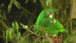 Cotorra Puertorriqueña Puerto Rican Parrot Amazona vittata alimentándose en un árbol de guaraguao [upl. by Fancie]