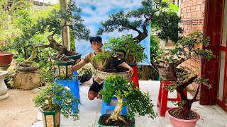 Huệ bonsai 226 0366104551 chào bán lô bonsai đa dạng đủ mệnh giá nhiều kích cở [upl. by Chon648]