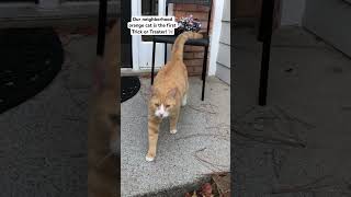 1st Trick or treater trickortreat neighborhoodcat cat youtubeshorts youtube happyhalloween [upl. by Sillyrama172]