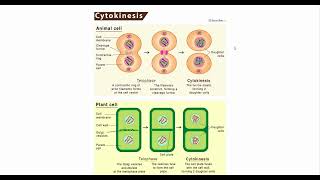 Understanding Mitosis and Cytokinesis [upl. by Enar]