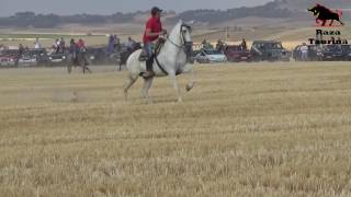 Encierro por el Campo en Villalar de los Comuneros 15 Agosto 2016 [upl. by Atteirneh]