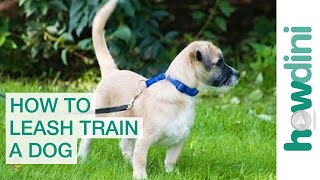 Leash Training a Puppy How to Leash Train a Puppy or Dog [upl. by Deland]