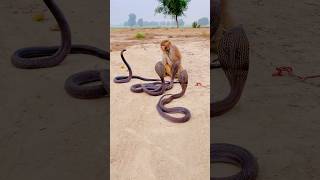 Three cobra with monkey [upl. by Guod]