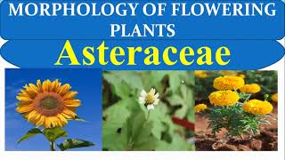 Compositae Family in Tamil  Morphology of Flowering Plants  NEET 2024 New Syllabus  Asteraceae [upl. by Orly590]