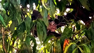 Color dove nest making  Dove nesting  Aamir Ali official [upl. by Ecinrev809]