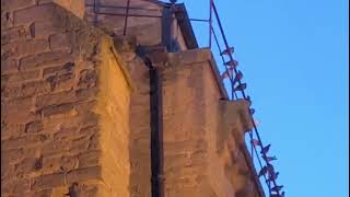 Le tournage des oiseaux 2 à la collégiale de Castelnaudary Partie 2 [upl. by Mountfort848]