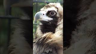 Cinereous Vulture [upl. by Fitzhugh]