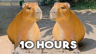 The Capybara Song Official Music Video  10 HOUR LOOP 🎶🎶 [upl. by Panther]