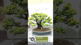 A Yaupon holly bonsai [upl. by Nike204]