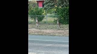 Skippy’s the kangaroos near the high school and my friends house [upl. by Dnomde]