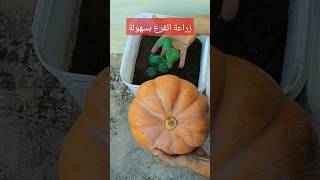 لا تشترى القرع العسلى ازرعة بنفسك فى المنزل اا How to grow honeydew melon for free [upl. by Ramed]