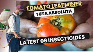 Effective Control of Tomato Leafminer Tuta absoluta  Latest Insecticides amp Management Strategies [upl. by Yessak]